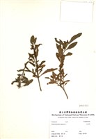 藏品(玉珊瑚)的圖片